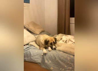 Große Odette sucht ihr eigenes Zuhause