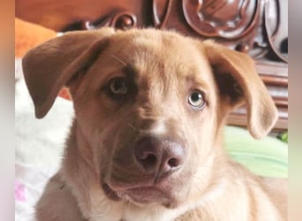 Knuffiger Toby sucht seine Familie