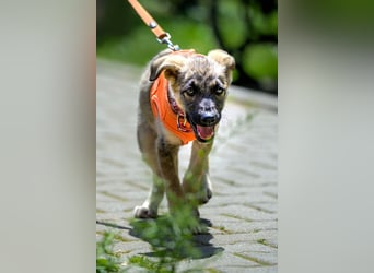 Goldige Miraya sucht ihre Menschen