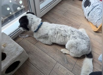 Toto sucht ein liebevolles Zuhause