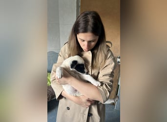 Goldige Melba sucht ihr eigenes Körbchen