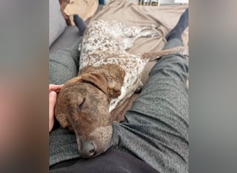 Stella hat schon viel dazu gelernt, wer gibt ihr ein Zuhause?