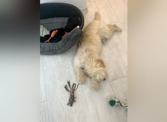Zuckersüße Radya sucht ihr Zuhause