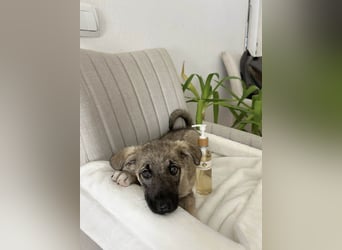 Goldige Miraya sucht ihre Menschen