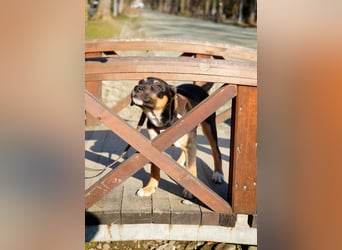 Knuffiger Boston sucht seine Familie