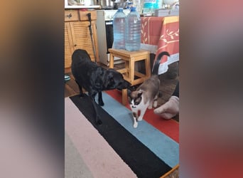 Hübsche Margo sucht ihr Körbchen