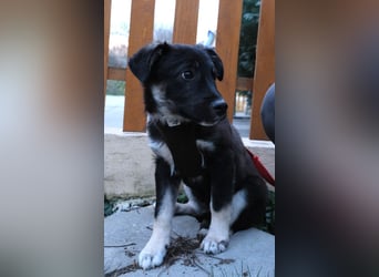 Sio, Bruder von Sally und Sully sucht auch seine Familie