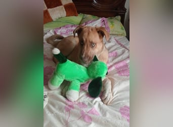 Knuffiger Toby sucht seine Familie