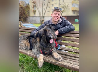 Wuscheliger Grey sucht seine Familie