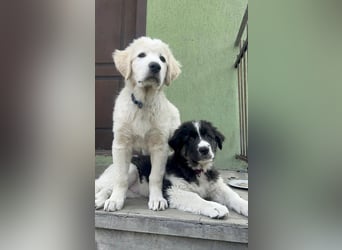 Mozart wird einmal ein großer Kerl