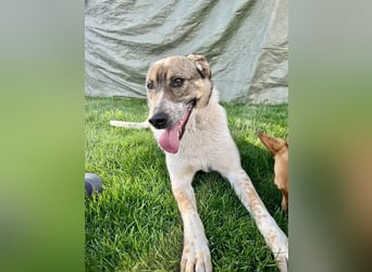 Hübsche Olive sucht ihr eigenes Körbchen