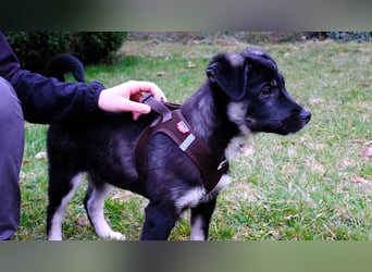 Sio, Bruder von Sally und Sully sucht auch seine Familie