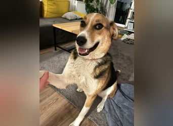 Goldige Alba sucht ihr eigenes Körbchen