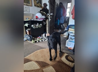 Hübsche Margo sucht ihr Körbchen