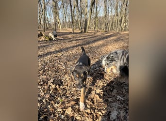 Knuffiger Boston sucht seine Familie