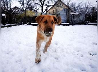Knuffiger Toby sucht seine Familie