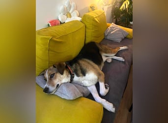 Goldige Alba sucht ihr eigenes Körbchen