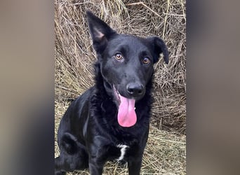 Hübsche Margo sucht ihr Körbchen