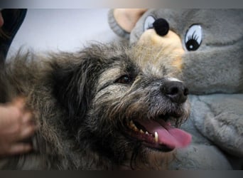 Süßer Smoky sucht liebe Familie