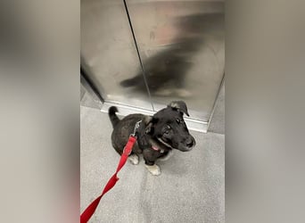 Sio, Bruder von Sally und Sully sucht auch seine Familie