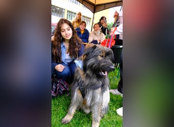 Wuscheliger Grey sucht seine Familie