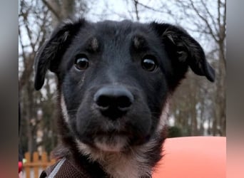 Sio, Bruder von Sally und Sully sucht auch seine Familie