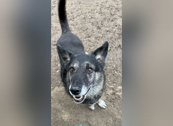 Wer gibt dem älteren Boris eine Chance auf ein Zuhause?