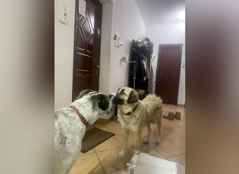 Große Odette sucht ihr eigenes Zuhause