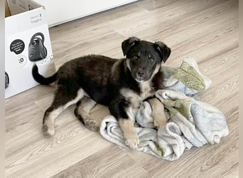 Sio, Bruder von Sally und Sully sucht auch seine Familie