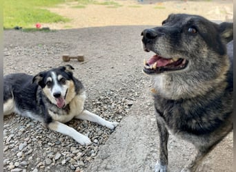Wer gibt dem älteren Boris eine Chance auf ein Zuhause?