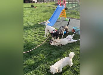 Hübsche Olive sucht ihr eigenes Körbchen