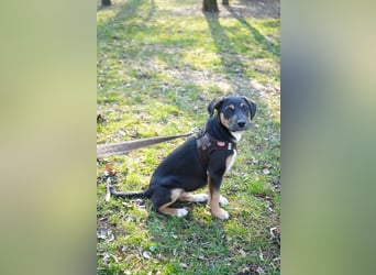 Knuffiger Boston sucht seine Familie