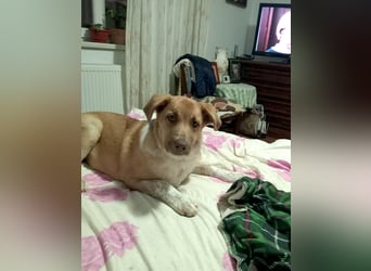 Knuffiger Toby sucht seine Familie