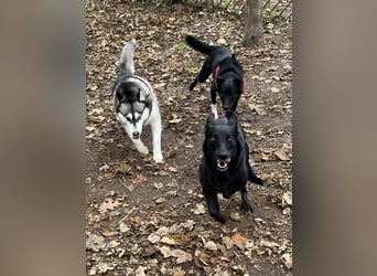 Wunderschöne Mai sucht ihre Familie