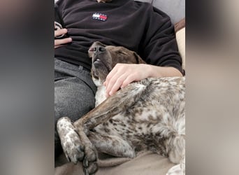 Stella hat schon viel dazu gelernt, wer gibt ihr ein Zuhause?