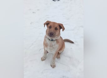 Knuffiger Toby sucht seine Familie