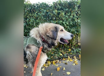 Fistic, süßer Dreibeiner, möchte auch so gerne eine Familie. Wer gibt ihm eine Chance?