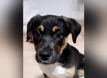 Knuffiger Boston sucht seine Familie