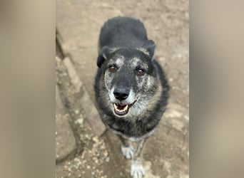 Wer gibt dem älteren Boris eine Chance auf ein Zuhause?