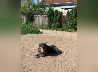 Wer gibt dem älteren Boris eine Chance auf ein Zuhause?