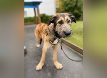 Hübscher Murphy sucht sein eigenes Körbchen