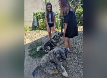 Süße Vio sucht ihre Familie