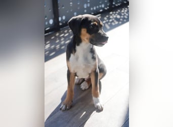 Knuffiger Boston sucht seine Familie