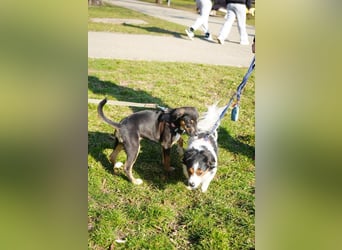 Knuffiger Boston sucht seine Familie