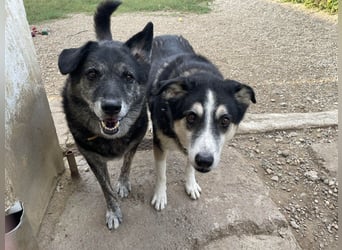 Wer gibt dem älteren Boris eine Chance auf ein Zuhause?