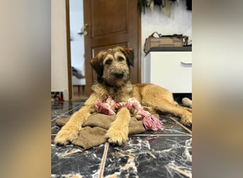 Hübscher Murphy sucht sein eigenes Körbchen