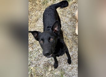 Hübsche Margo sucht ihr Körbchen