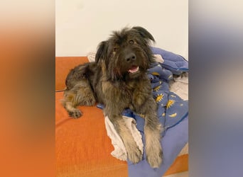 Wuscheliger Grey sucht seine Familie