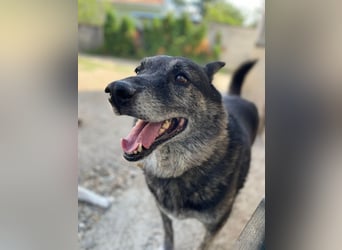 Wer gibt dem älteren Boris eine Chance auf ein Zuhause?