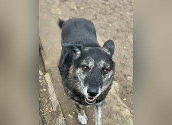 Wer gibt dem älteren Boris eine Chance auf ein Zuhause?